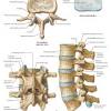 C1 is termed the atlas and c2 the axis. 1