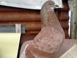 Warna merpati kelas, jodoh merpati menurut warna, warna bulu merpati yang sering juara, nama merpati yg bagus, mitos merpati hitam, merpati warna gambir, warna merpati tritis, merpati warna tritis batik, menjodohkan merpati berdasarkan warna bulu, merpati klawu, merpati warna kelabu perak, merpati tritis gending, Cara Memilih Merpati Kolongan Stut Kencang Prospekan Juara