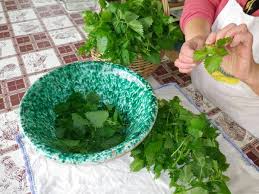 We did not find results for: Ortiche In Cucina Come Cucinare Una Pianta Famigerata