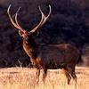 Vincent island sambar deer permit is a type of limited entry permit that is required in order to participate in sambar deer primitive weapons hunts st. Https Encrypted Tbn0 Gstatic Com Images Q Tbn And9gctphemhbipuzdjqt Jq6rxqfh8s7kjzvpuieaec3gxas88eafvc Usqp Cau