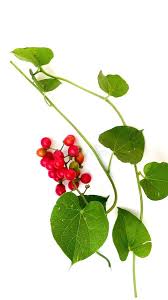 Image result for Menispermaceae