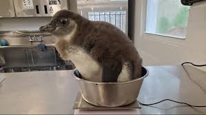 Search, discover and share your favorite baby penguin gifs. Zootampa Might Need Your Help Naming Their Adorable New Baby Penguin Wtsp Com