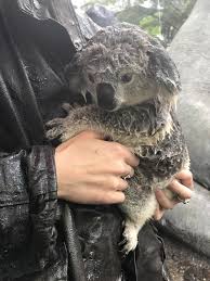 Wet Koalas Are Just Precious Http Ift Tt 2nphar7 Cute Baby Animals Cute Animals Animals Beautiful