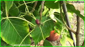 تين المجوس او تين الاصنام او اثاب الهند ficus religiosa قسم الفواكه النبات معلومات نباتية وسمكية معلوماتية vegetables ficus fruit