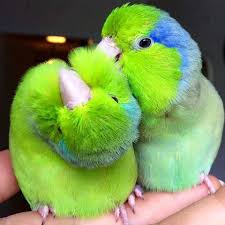 Maybe you would like to learn more about one of these? Parrotlets Species Guide Lifespan Pet Care Personality