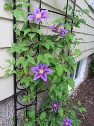 Pin By Dayna Khan On Backyard Beautiful Flowers Garden Flowering Vines Clematis Vine