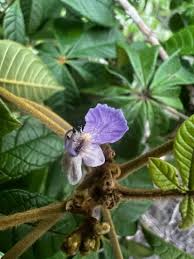 Image result for Vitex doniana
