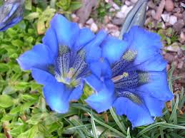 With the look of wedding bells, this could be your  something blue. File Blue Flowers 3473290260 Jpg Wikimedia Commons
