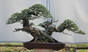 Image result for Pemphis