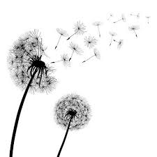 Kleur de kleurplaat in frisse lentekleuren. Abstract Black Dandelions Dandelion With Flying Seeds Stock Vector Paardenbloem Tekening Illustraties Paardebloem Tatoeage Ontwerp