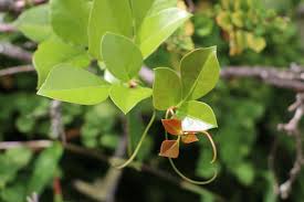 Image result for Helixanthera woodii