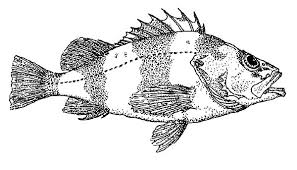 You can use our amazing online tool to color and edit the following bass coloring pages. Bass Fish Coloring Pages For Kids Best Place To Color