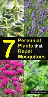 7 Perennial Plants That Repel Mosquitoes And Keep Flies Away Mosquito Repelling Plants Mosquito Plants Perennial Plants