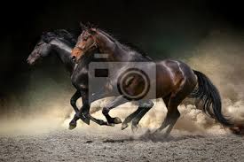 With reverso you can find the german translation, definition or synonym for scharf galoppieren and thousands of other words. Pferde Galoppieren In Der Wuste Fototapete Fototapeten Schnelles Pferd 2 Galopp Myloview De
