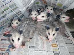 A Passel Of Baby Possums From The Wildlife Rehabilitation Center At The Wisconsin Humane Society Http Www Wi Wildlife Rehabilitation Possum Humane Society