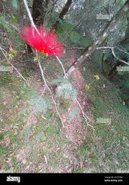 Image result for Calliandra tweedii