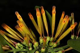 Image result for Agelanthus