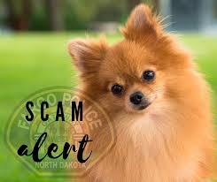 Fargo, nd buy & sell. Fargo Pd Receives Multiple Reports Of Pomeranian Dog Scam The Mighty 790 Kfgo Kfgo
