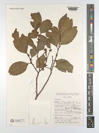 Image result for Maytenus undata