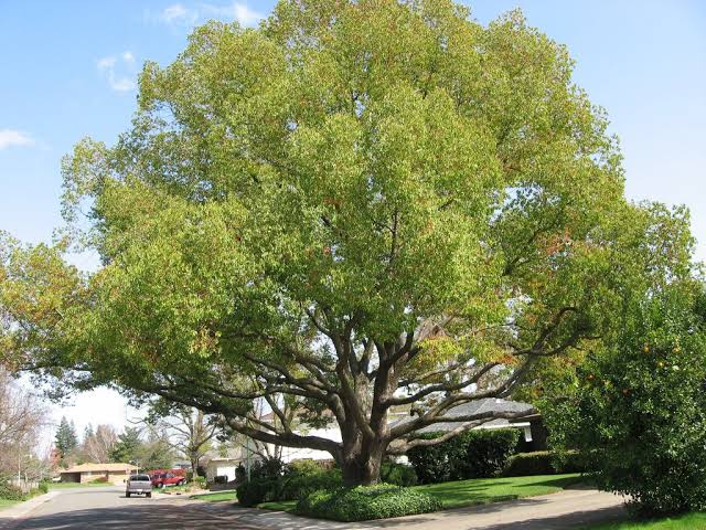 Mga resulta ng larawan para sa cinnamomum camphora tree"