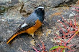 The name is believed to be a reference to the palace built by the state's first ruler, phuntsog namgyal. Birds Of Sikkim