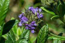 Image result for Psoralea glabra
