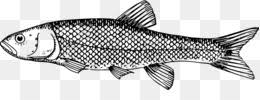 Ikan lele png collections download alot of images for ikan lele download free with high. Ikan Skala Unduh Gratis Skala Ilustrasi Hitam Sisik Ikan Gambar Png