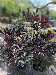 Image result for Leea