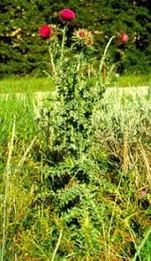 Image result for Carduus