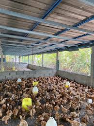 Bermula pada hujung tahun 2018 kami adik beradik mula menternak ayam daging. Reban Ayam Dalam English