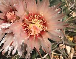 Some of the most popular varieties are star cactus. Horse Crippler Plants Flowers Dandelion