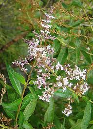 Image result for Aloysia citrodora