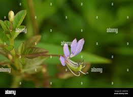 Image result for Cleome rutidosperma