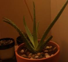 An indication that your aloe vera plant is not receiving enough water is brown leaf tips. Browning Aloe Vera Help Please