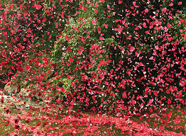 Resultado de imagen para petals over couple image