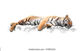 Sleeping Tiger Isolated On White Background Stock Photo 479091355 |  Shutterstock