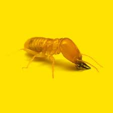 Whether you're looking to outfit your company's softball team, need a trophy. Truly Nolen Of Sioux Falls Control Your Bugs With Contactless Pest Control Service Call Today