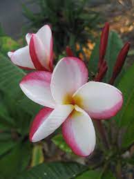 The Plumeria Caroline B Plumeria Flowers Plumeria Flower Pictures
