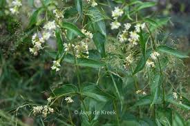 Image result for Vincetoxicum cernuum