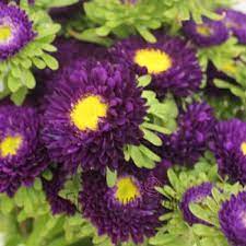 Pin On A Green And Purple World