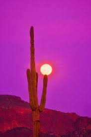 See the directions below for more info. 87 Arizona Ideas Arizona Arizona Map Arizona Adventure
