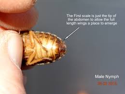 Dubia Roach Information South Texas Dragons