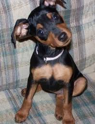 Black And Tan Dachshund Beagle Mix Dachshund Min Pin Mix Miniature Pinscher Puppy Miniature Pinscher Dog Miniature Doberman