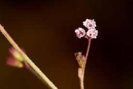 Image result for Boerhavia