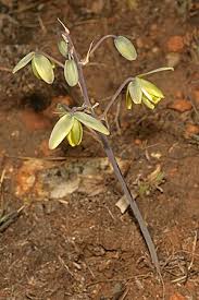 Image result for Albuca sp. no. 1