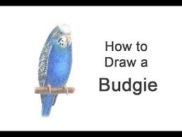 How To Draw A Budgie Parakeet Blue Youtube To draw one, start by making the top dome of the head with a curved line. how to draw a budgie parakeet blue