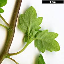 Image result for Launaea violacea