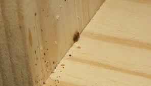 Image result for bed bugs eggs