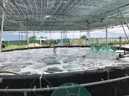 Nuôi tôm hiệu quả nhờ lót bạt kết hợp xử lý môi trường nước - Người Nuôi Tôm