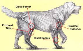 85% of bone cancer in dogs is a form called osteosarcoma. Osteosarcoma Canine Mar Vista Animal Medical Center